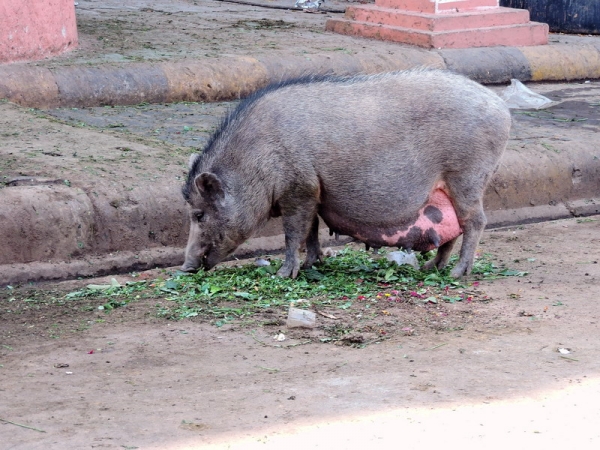 Zdjęcie z Indii - Jaipur - na ulicach nie tylko krowy i kozy!