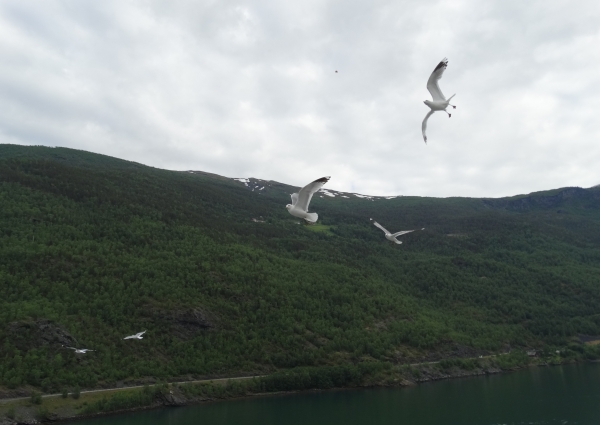 Zdjęcie z Norwegii - Aurlandfjord