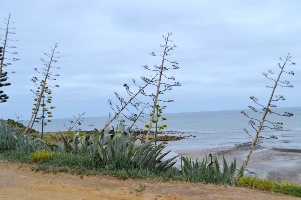 Zdjęcie z Australii - Kwitnace kaktusy w Myponga Beach