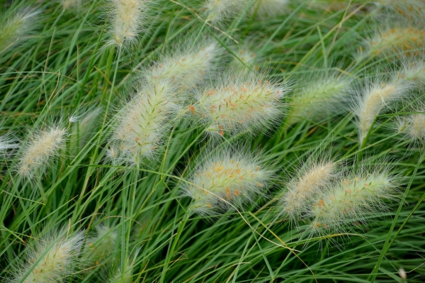 Zdjęcie z Australii - Miejscowa flora