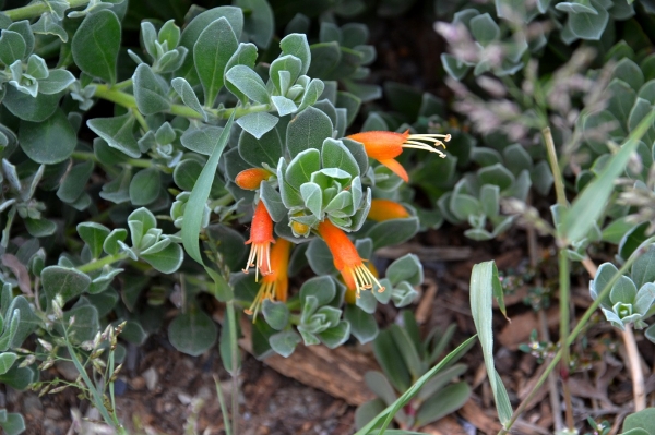 Zdjęcie z Australii - Miejscowa flora