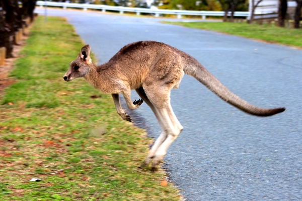 Zdjęcie z Australii - Na przedmiesciach Victor Harbor :)