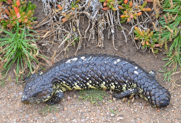 Zdjęcie z Australii - Scynk krótkoogonowy na Granitowej Wyspie