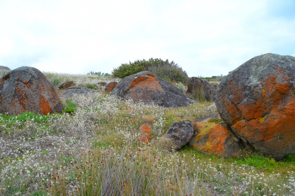 Zdjęcie z Australii - Porosniete porostami skaly