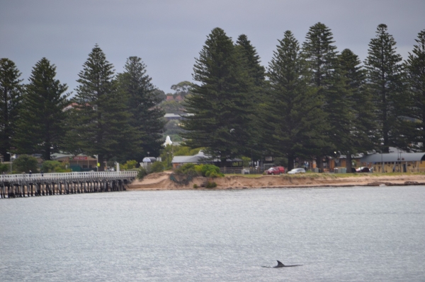Zdjęcie z Australii - Delfiny przy Granitowej Wyspie