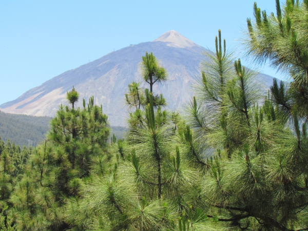 Zdjęcie z Hiszpanii - W drodze do P.N.Teide