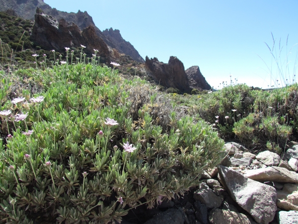 Zdjęcie z Hiszpanii - P.N. Teide