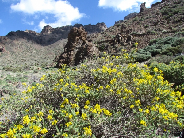 Zdjęcie z Hiszpanii - P.N. Teide