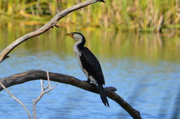 Zdjęcie z Australii - Kormoran białolicy w Kuitpo