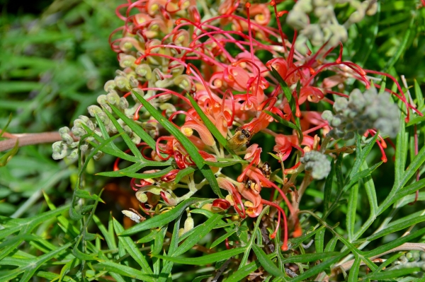 Zdjęcie z Australii - Fauna i flora 