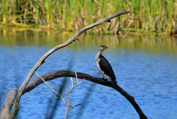 Zdjęcie z Australii - Kormoran białolicy w Kuitpo