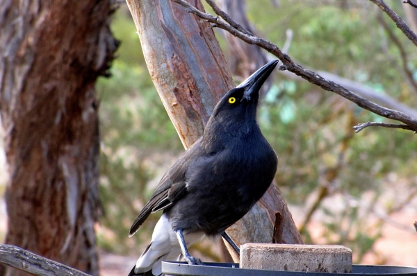 Zdjęcie z Australii - Currawong czyli strepera czestujacy sie z karmika