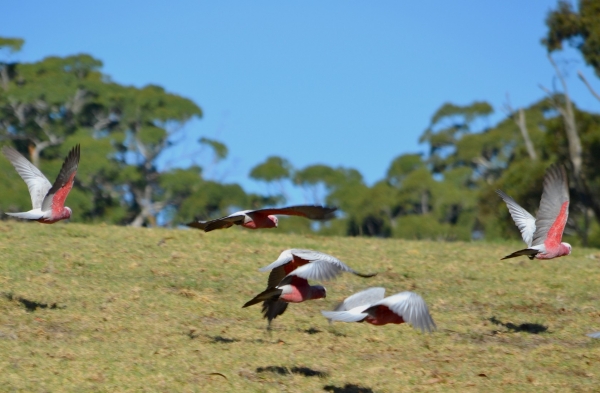 Zdjęcie z Australii - A kakadu rozowe lataja i lataja :)