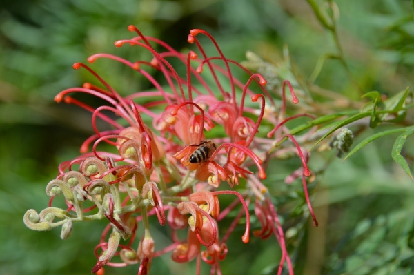 Zdjęcie z Australii - Fauna i flora 