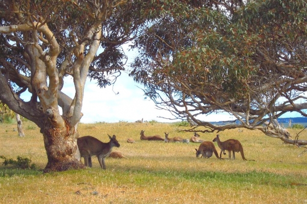 Zdjęcie z Australii - Kangurza rodzina