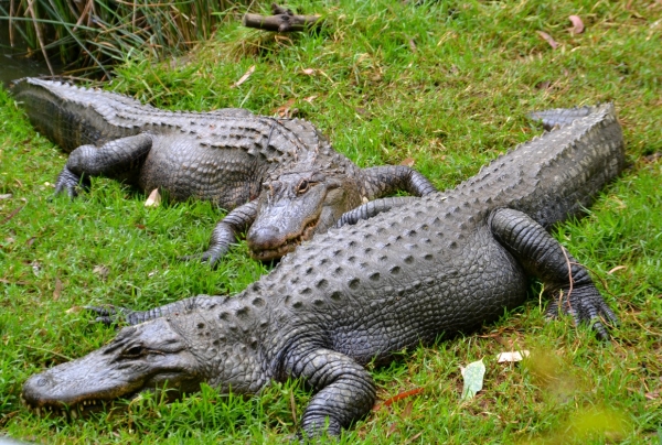 Zdjęcie z Australii - Gorge Wildlife Park w Cudlee Creek