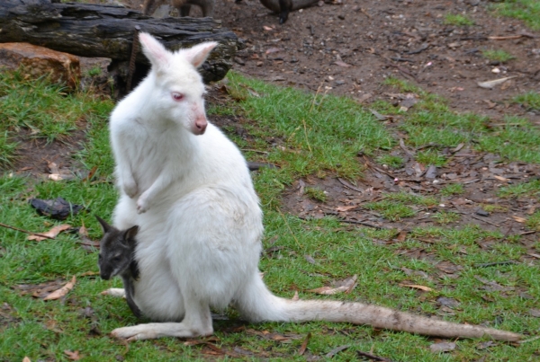 Zdjęcie z Australii - Walabia albinos ale maluch w torbie juz nie