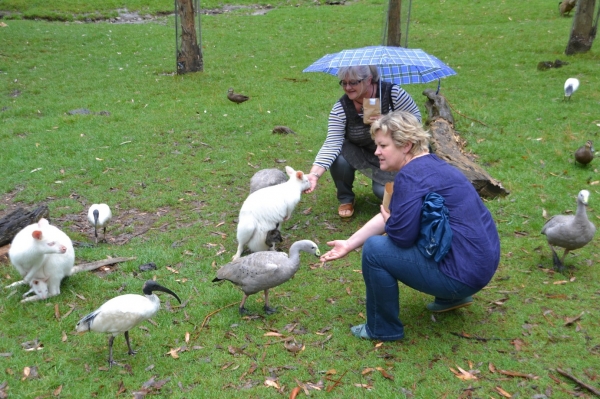 Zdjęcie z Australii - Gorge Wildlife Park w Cudlee Creek