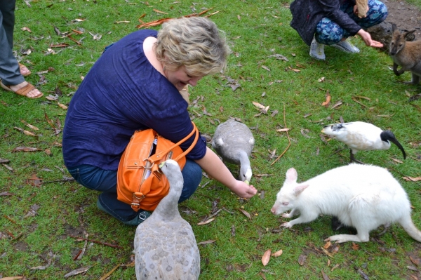 Zdjęcie z Australii - Gorge Wildlife Park w Cudlee Creek
