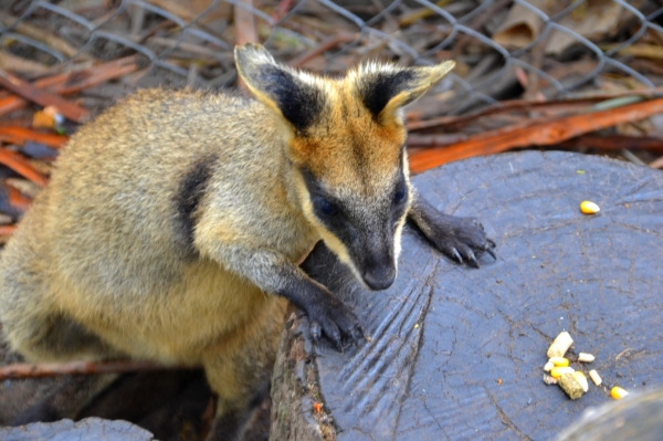 Zdjęcie z Australii - Walabia skalna
