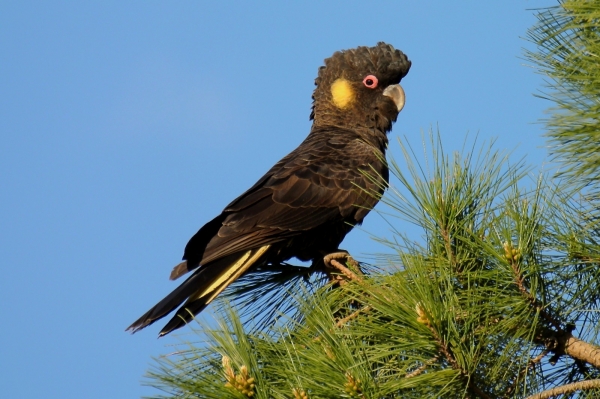 Zdjecie - Australia - Meadows, Kuipto, Cudlee Creek