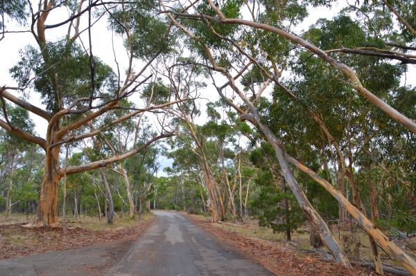 Zdjęcie z Australii - Park Narodowy Belair