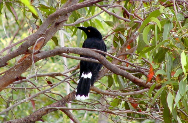 Zdjęcie z Australii - Currawong czyli strepera