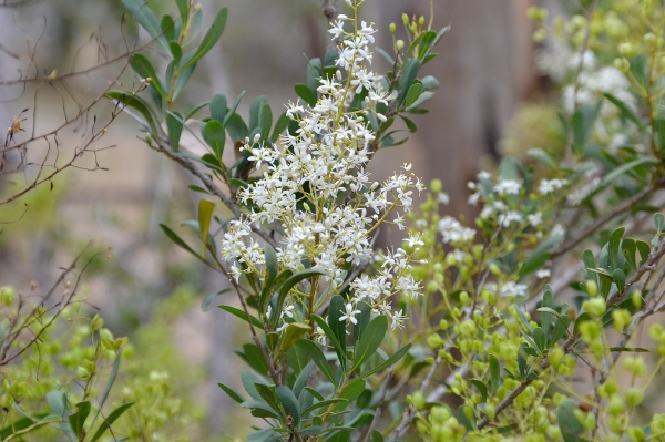Zdjęcie z Australii - Flora