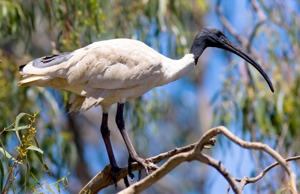 Zdjęcie z Australii - Ibis czarnopióry