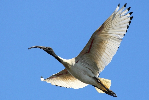 Zdjęcie z Australii - Ibis czarnopióry