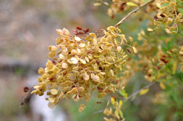 Zdjęcie z Australii - Flora