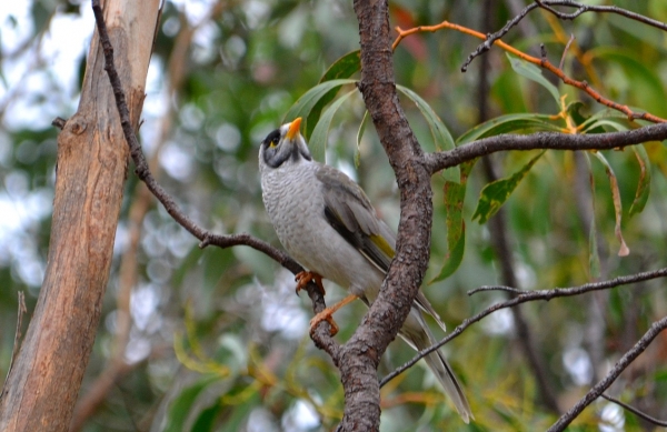 Zdjęcie z Australii - Miodożer maskowy czyli noisy miner