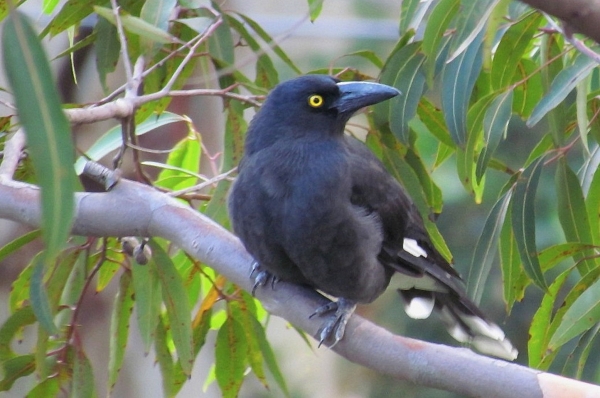 Zdjęcie z Australii - Currawong czyli strepera