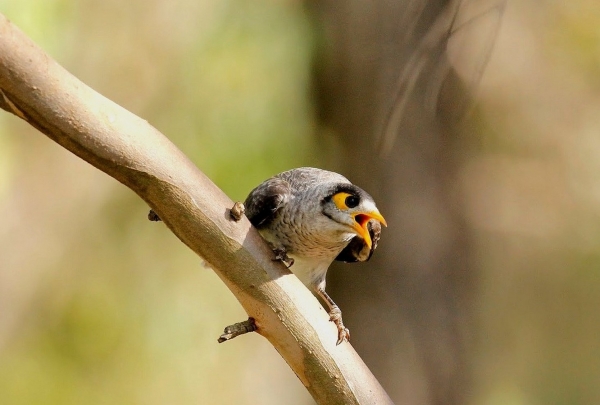 Zdjęcie z Australii - Miodożer maskowy czyli noisy miner