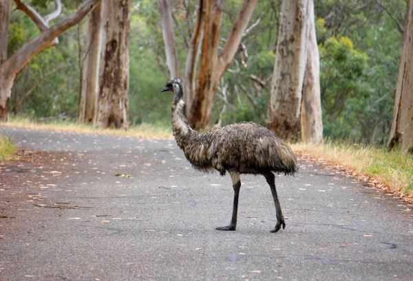 Zdjęcie z Australii - Emu pezeszedl sobie dumnie przed moim samochodem :)