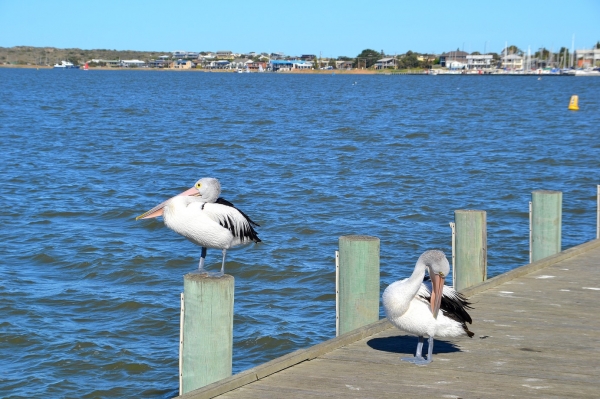 Zdjęcie z Australii - Na nabrzezu w Goolwa