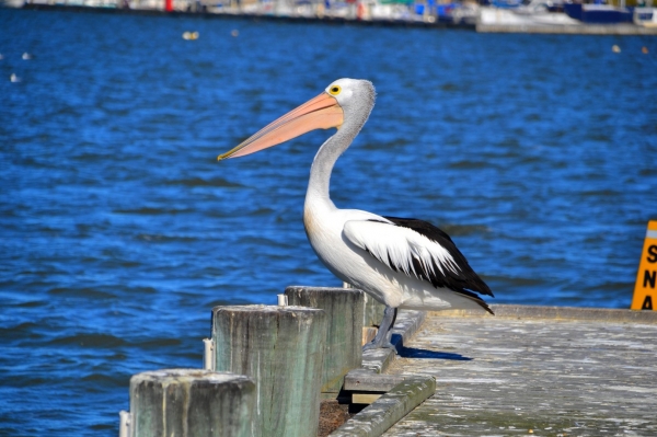 Zdjęcie z Australii - Na nabrzezu w Goolwa