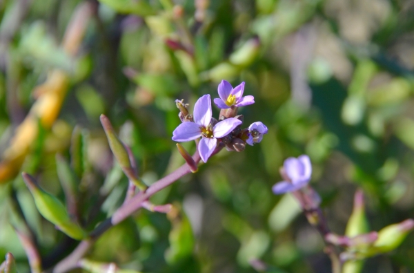 Zdjęcie z Australii - Flora wydmowa