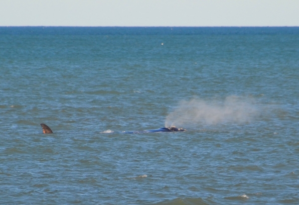 Zdjęcie z Australii - I spektakularnie wypuszczal powietrze