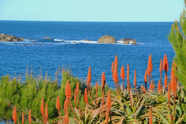 Zdjęcie z Australii - Kwitnace aloesy i skalki w Port Elliott