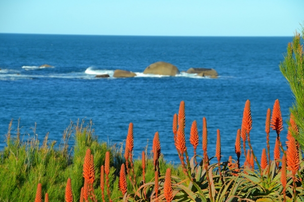 Zdjęcie z Australii - Port Elliot