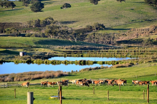 Zdjęcie z Australii - W drodze powrotnej do Adelajdy