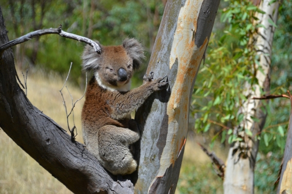 Zdjęcie z Australii - Jeden z trzech miskow koala spotkanych tego dnia :)