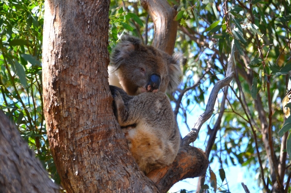 Zdjęcie z Australii - Koala numer 1 :)