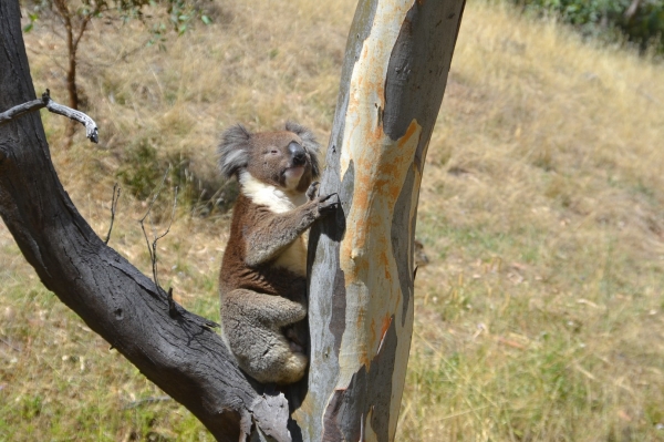 Zdjęcie z Australii - Koala numer 2 :)