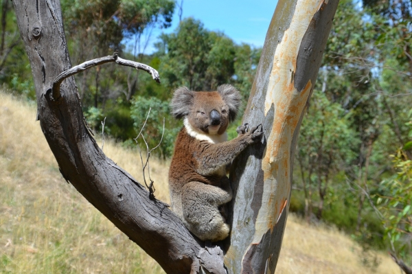 Zdjęcie z Australii - Koala numer 2 :)