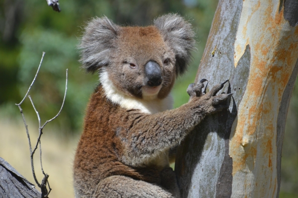 Zdjęcie z Australii - Pozdrowienia od misia koali :)