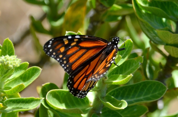 Zdjęcie z Australii - Fauna i flora 