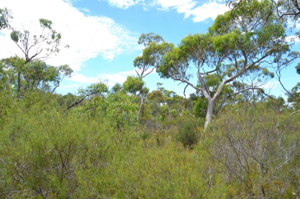 Zdjęcie z Australii - Onkaparinga River National Park