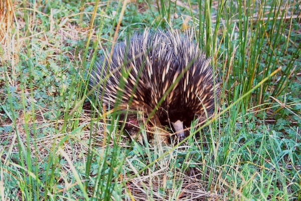 Zdjęcie z Australii - Kolczatka australijska